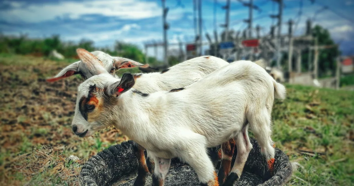 গবাদি পশু ও ফসলে বদনজর — লক্ষণ ও প্রতিকার